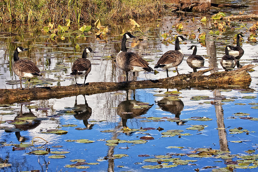 Cuyahoga Valley National Park Photograph - Canada Geese by Marcia Colelli