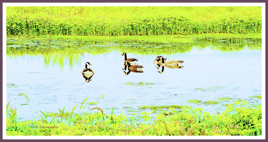 Canada Geese on a Marsh Pond Photograph by A Macarthur Gurmankin