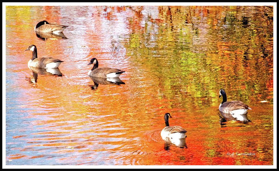Canada Geese on an Autumn Stream Photograph by A Macarthur Gurmankin