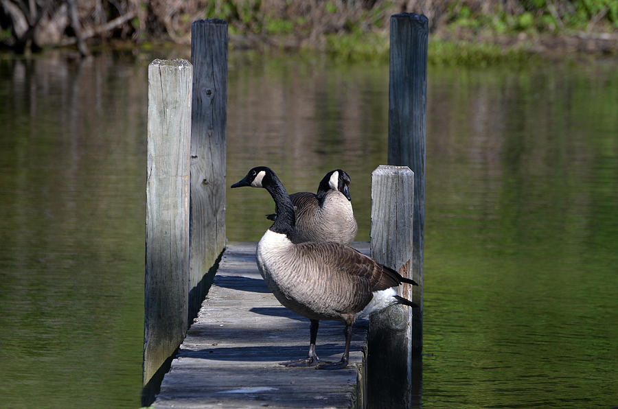 Canada Geese on Dock Photograph by Kathleen Stephens
