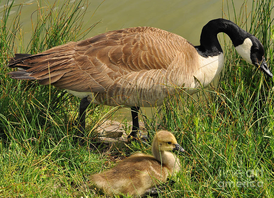 Canada goose crawford