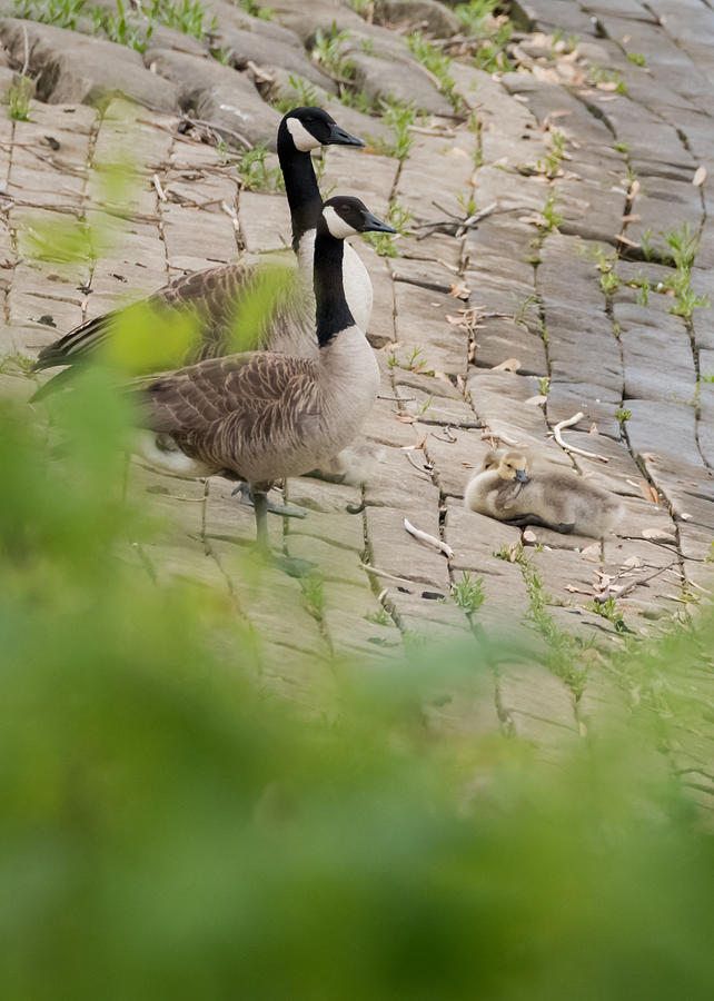 Canada Geese Parents Watching Over Their Young Photograph by Holden The Moment