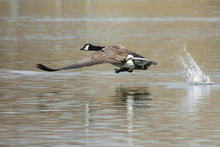 Geese Photograph - Canada Goose by Prashant Meswani