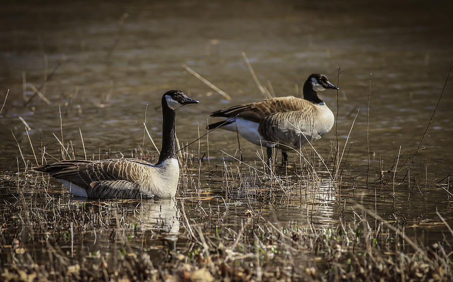 Canada Geese Photograph by Ray Congrove
