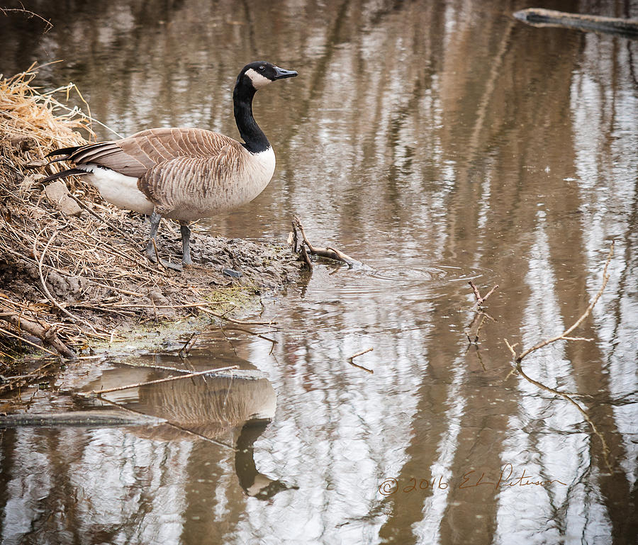 Canada Geese Reflection Photograph by Ed Peterson