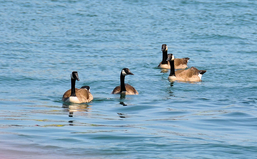 Geese Photograph - Canada Geese by Rich Bodane