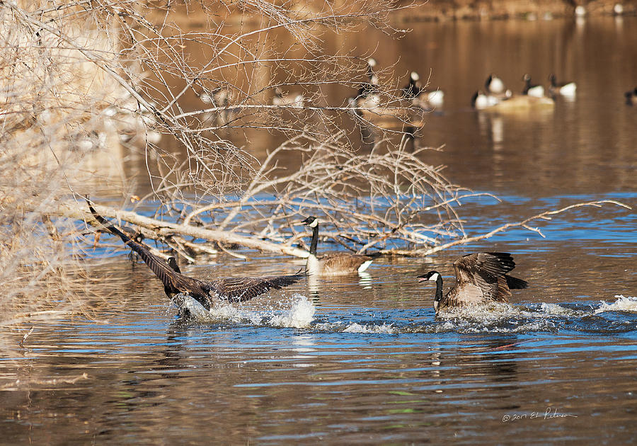 Canada Geese Springtime Photograph by Ed Peterson
