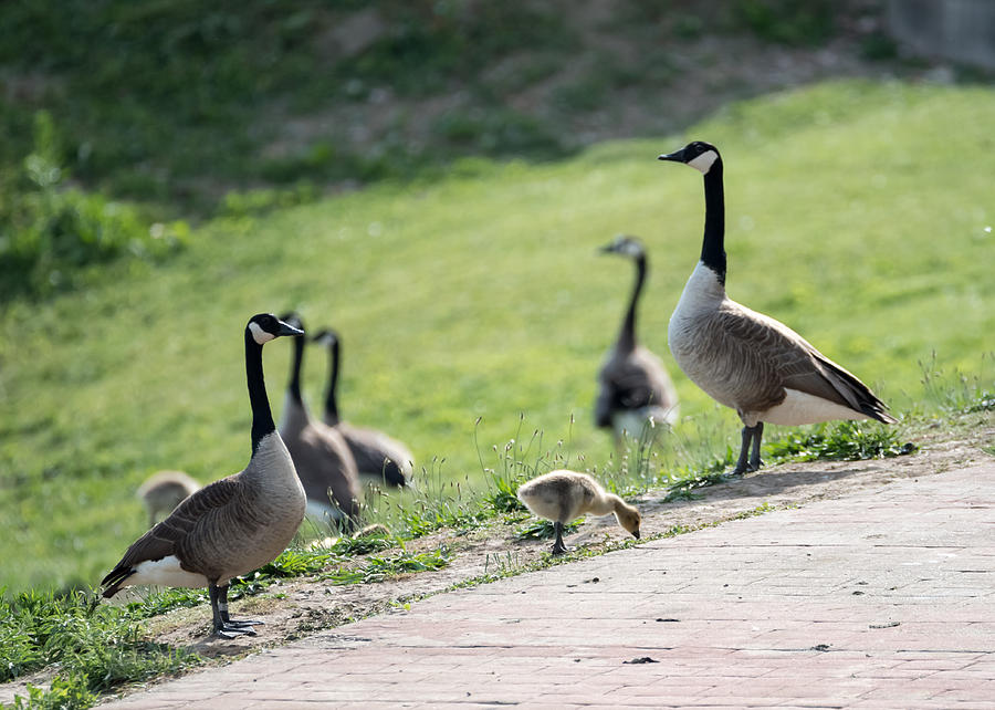 Canada Geese Standing Guard Over Their Gosling Photograph by Holden The Moment