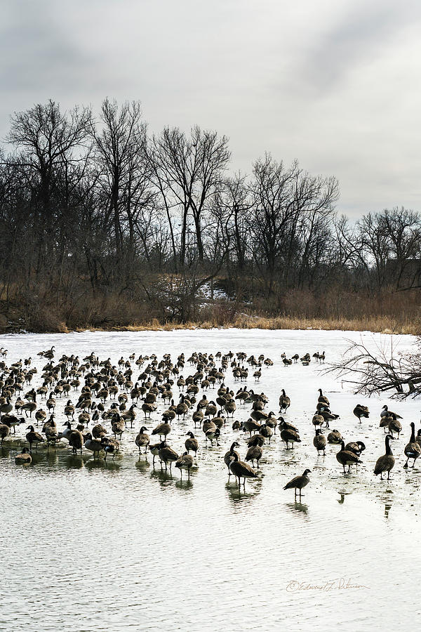 Canada Geese Stop Over Photograph by Ed Peterson