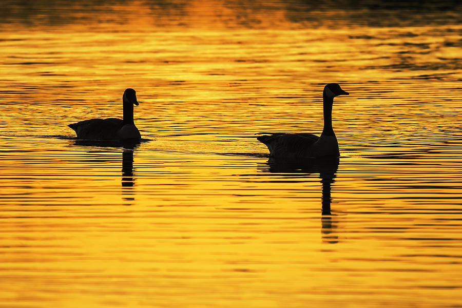 Canada geese sunse silhouette Photograph by Vishwanath Bhat