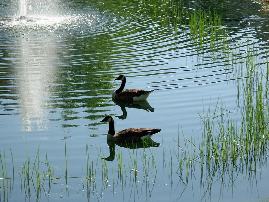 Canada Geese Swimming by Fountain Photograph by Jeanne Juhos