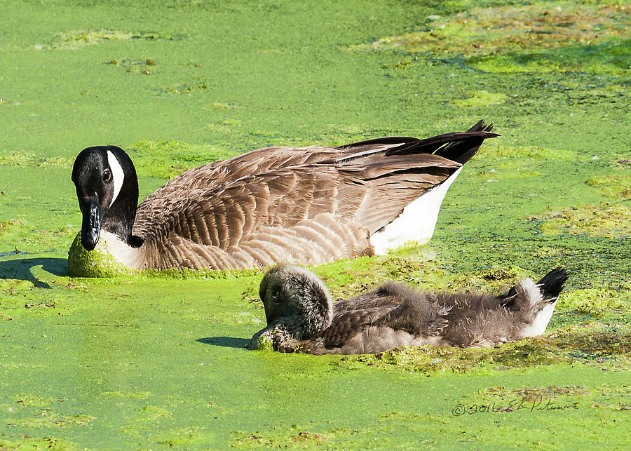 Canada Geese Teenager Photograph by Ed Peterson