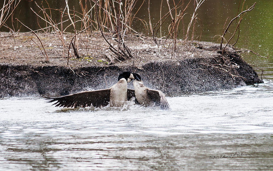 Canada Geese Territorial Fight Photograph by Ed Peterson