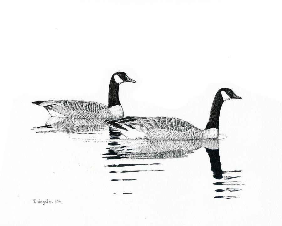 Canada Geese Drawing by Timothy Livingston Fine Art America