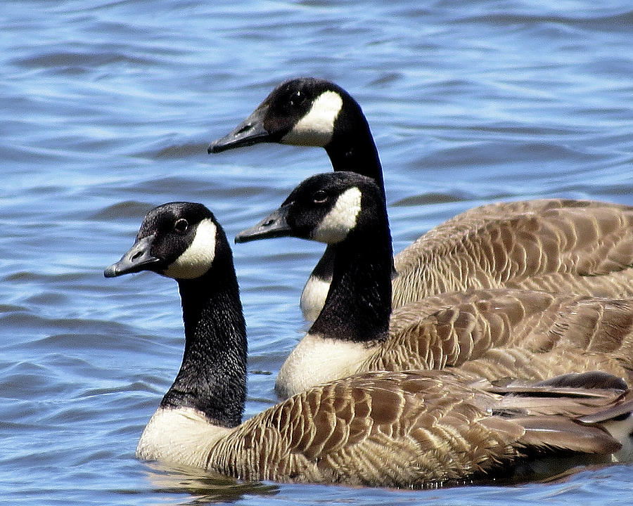Canada Geese Trio Photograph by Linda Stern