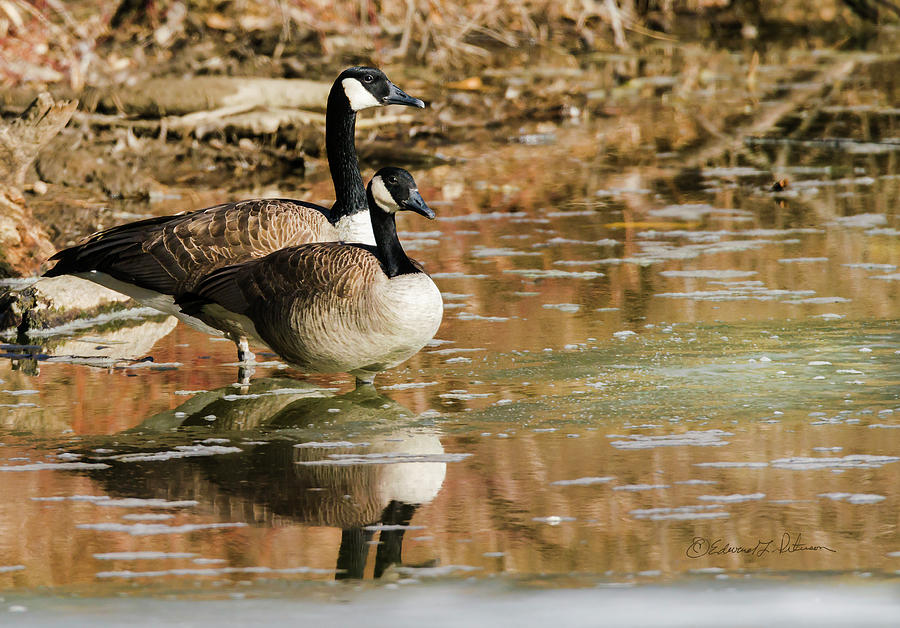 Canada Geese Wait Photograph by Ed Peterson