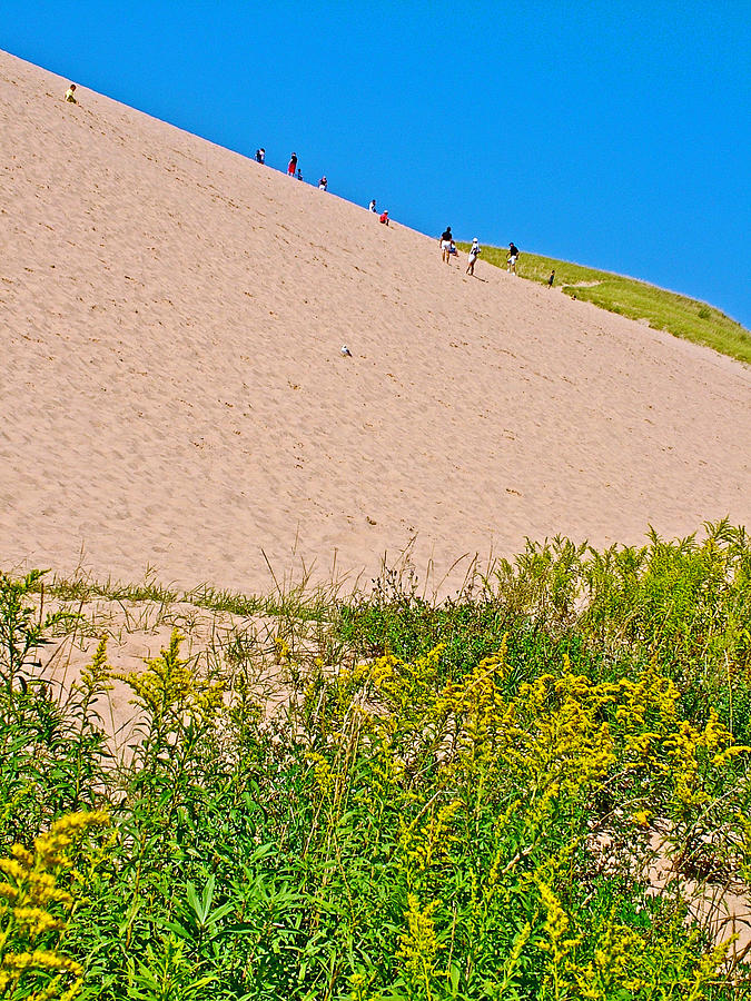 Canada Goldenrod at Bottom of Dune Climb in Sleeping Bear Dunes National Lakeshore, Michigan Photograph by Ruth Hager