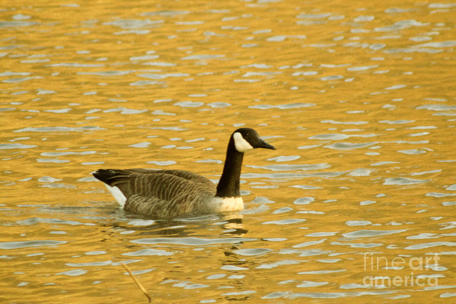 Canada Goose 1 Photograph by Howard Tenke - Fine Art America