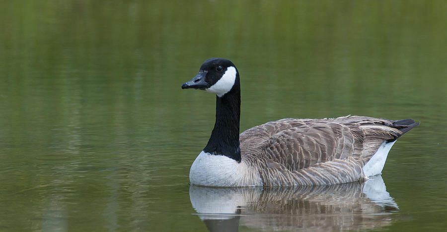 Canada Goose 12 Photograph by David Drew