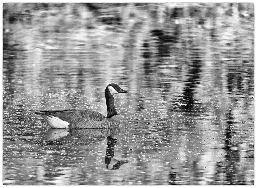 Canada Goose 1424-011618-3cr Photograph by Tam Ryan