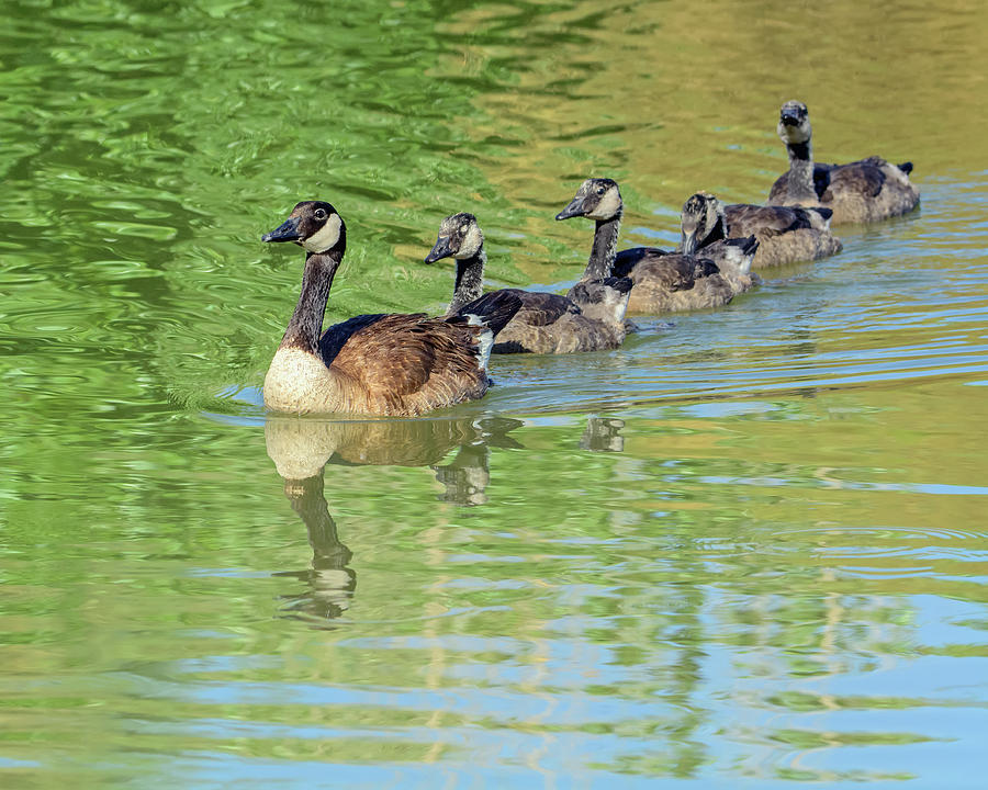 Canada Goose and Goslings 1506-052218-1cr Photograph by Tam Ryan