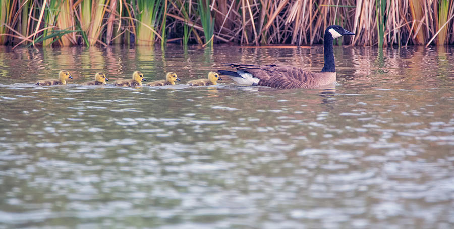 Canada Goose and Goslings 4823-040518-1cr Photograph by Tam Ryan