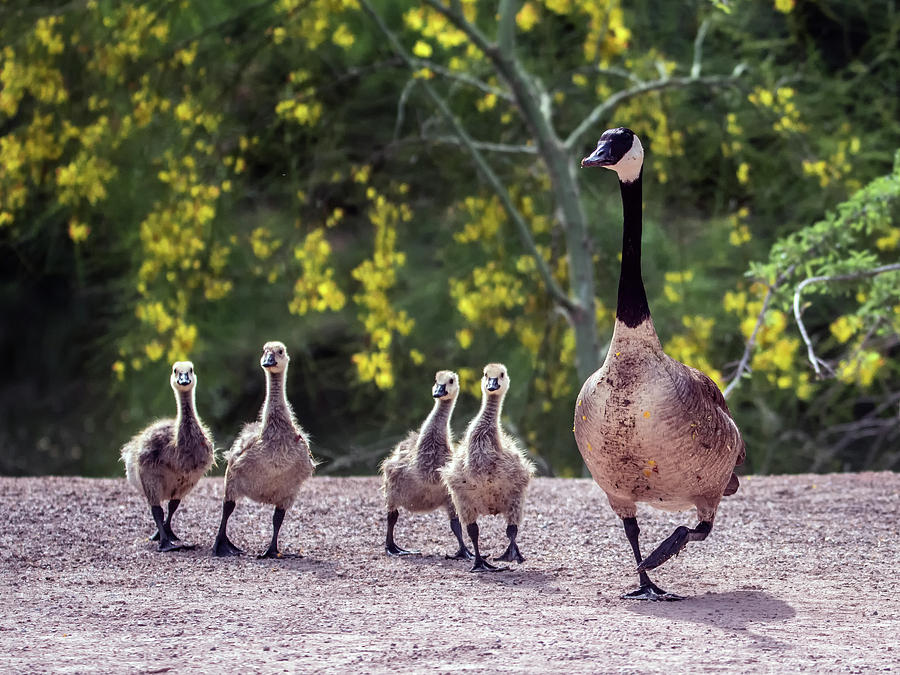Canada Goose and Goslings 7581-042618-1 Photograph by Tam Ryan