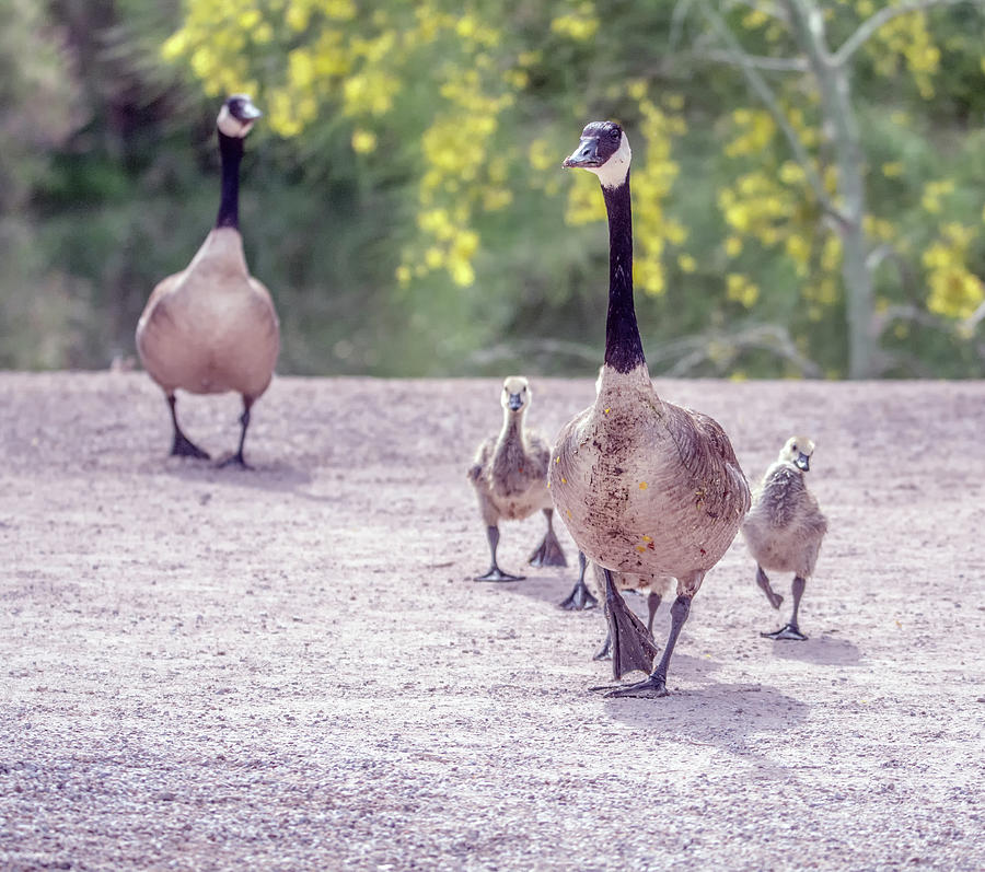 Canada Goose and Goslings 7582-042618-1cr Photograph by Tam Ryan