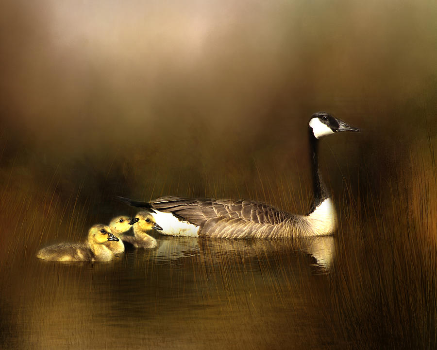 Canada Goose and Goslings Photograph by TnBackroadsPhotos