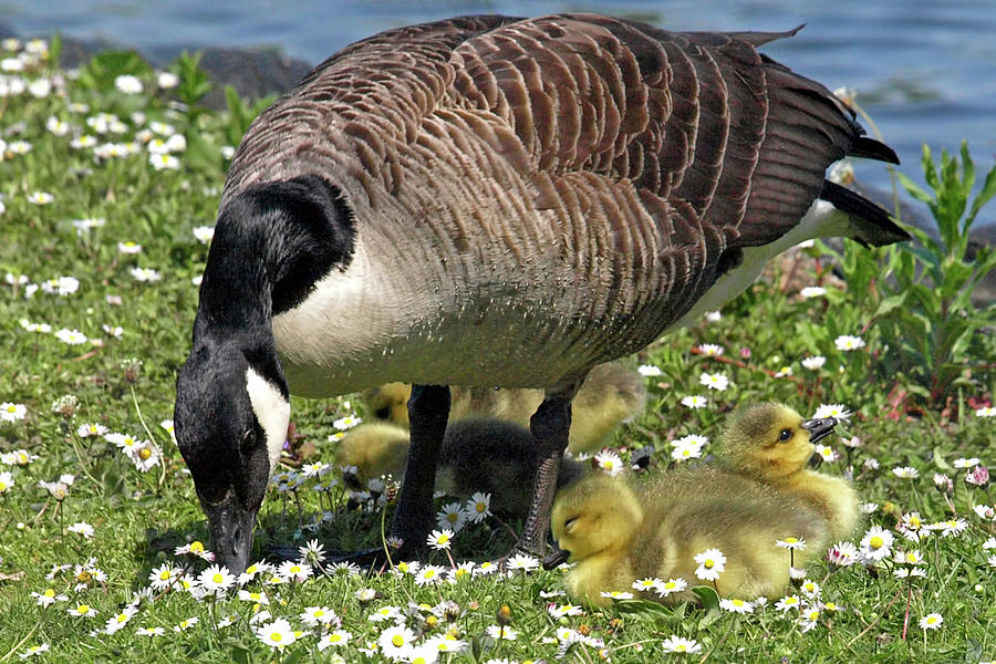 Canada Goose and Goslings Photograph by Gill Billington
