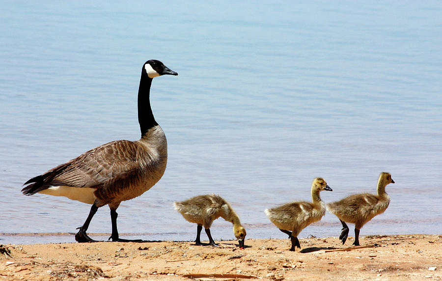 Canada Goose and Goslings on Beach Photograph by Sheila Brown