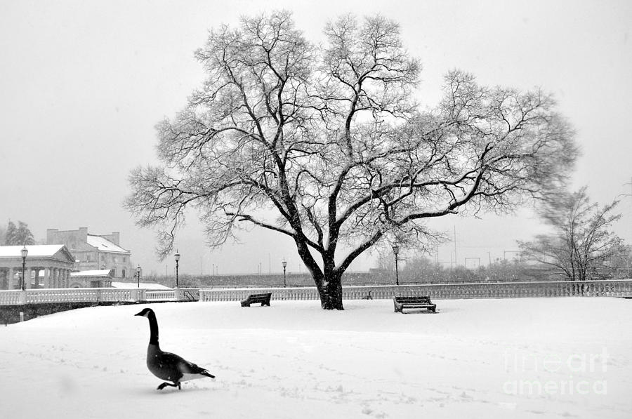 Canada Goose Photograph by Andrew Dinh