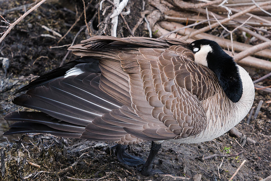 Canada Goose Asleep Photograph by Ed Peterson