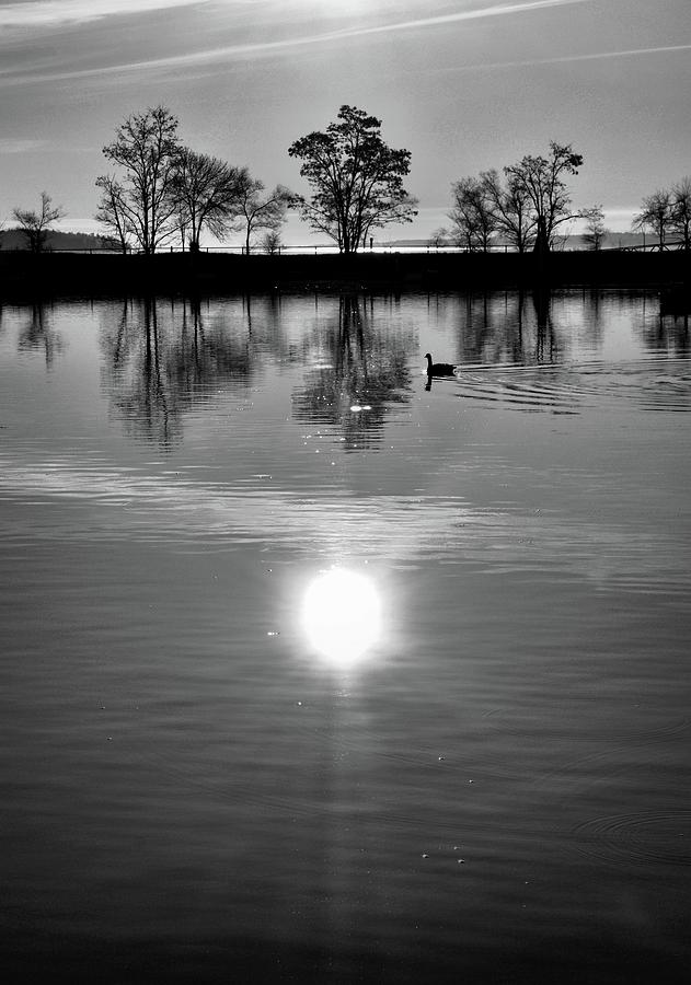 Canada Goose At Sunrise BW  Photograph by Lyle Crump