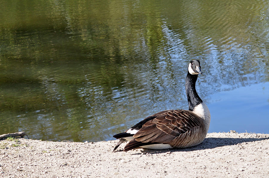 Canada Goose, Basking In The Sun Photograph by Rod Johnson