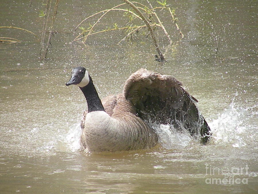 Canada Goose Bathing by Joanne Young Canada Goose Bathing by Joanne Young