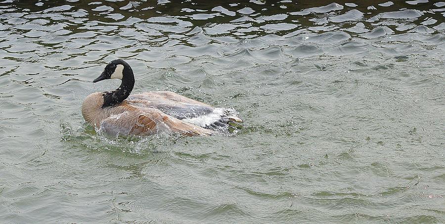 Canada Goose Bathing Two  Digital Art by Lyle Crump