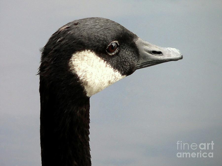 Goose Photograph - Canada Goose Close-up by Al Powell Photography USA