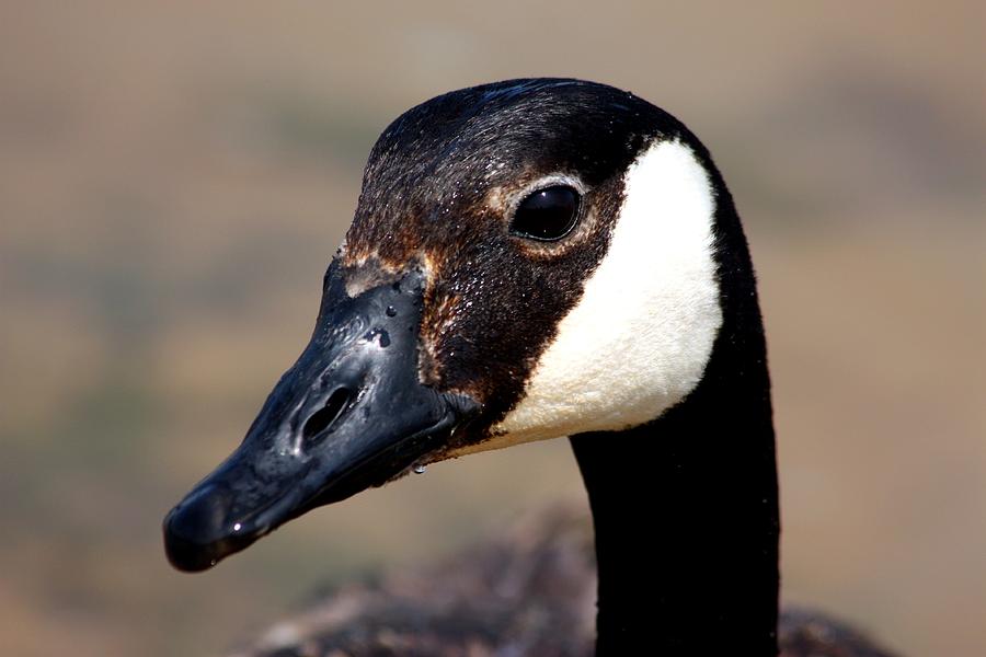 Canada Goose Portrait Photograph by Sheila Brown