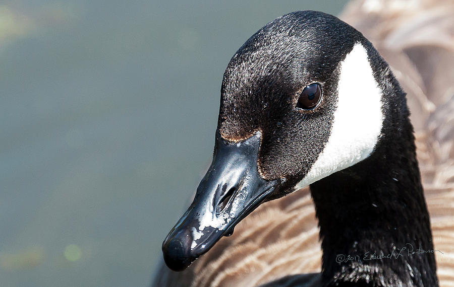 Canada Goose Closeup Photograph by Ed Peterson