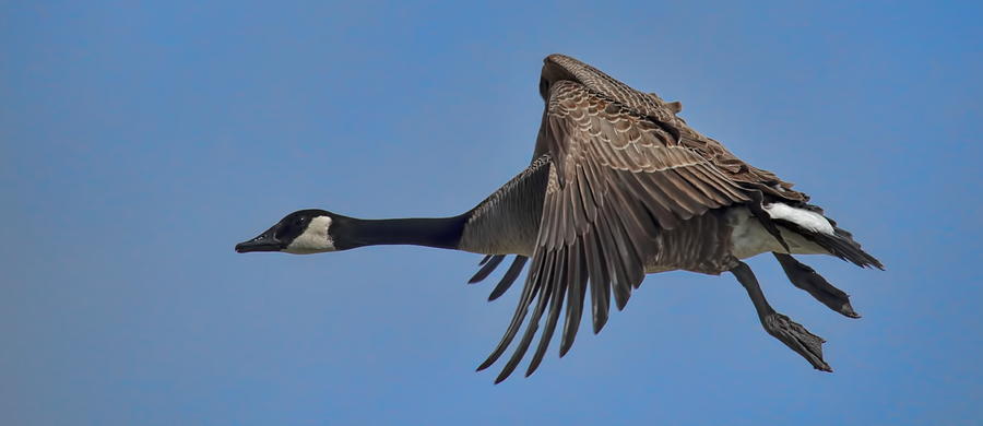 Canada Goose Coming In For A Landing Photograph by Dale Kauzlaric
