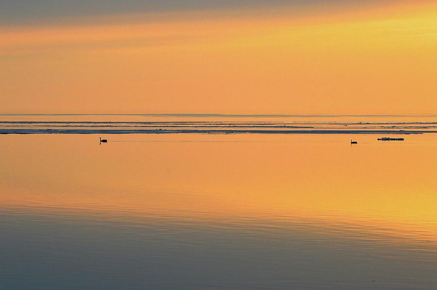 Canada Goose Couple Swimming At Sunrise 2  Digital Art by Lyle Crump