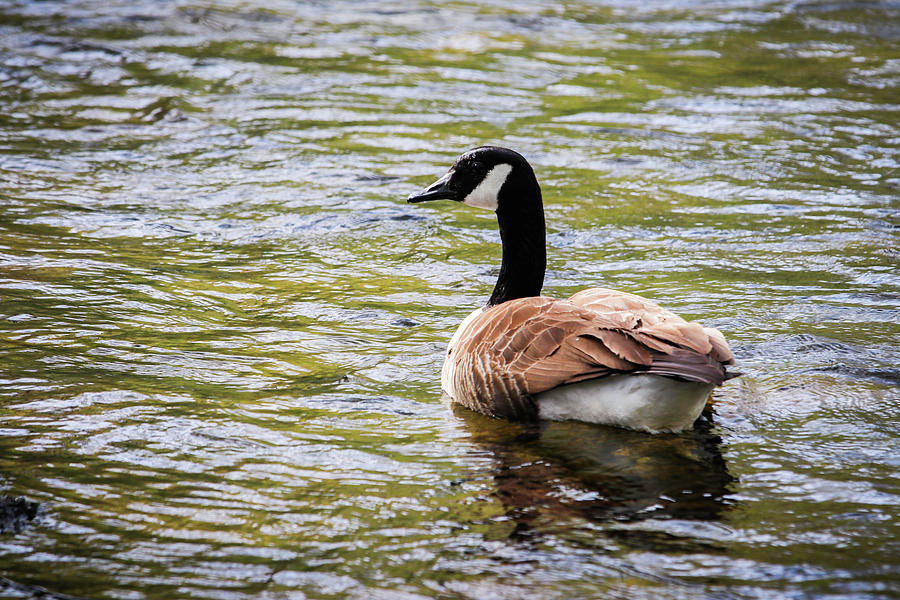 Canada Goose Crossing Photograph by Lisa Bell