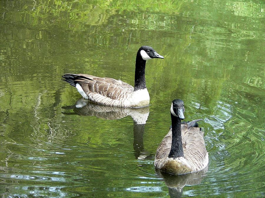 Canada Goose Duo Photograph by Al Powell Photography USA