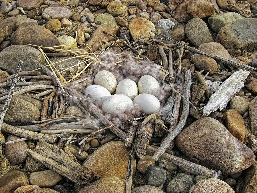 Canada Goose Egg Nest Photograph by Jennie Marie Schell