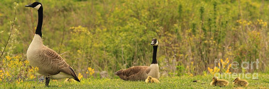 Canada Goose Family Photograph by J McCombie