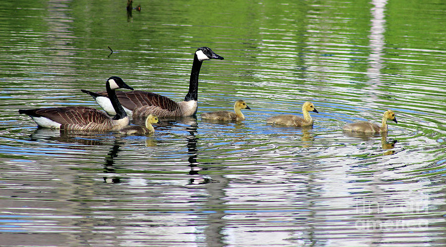 Canada Goose Family Photograph by Karen Adams - Fine Art America