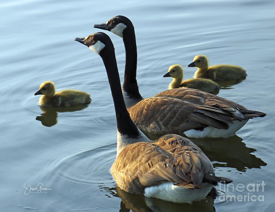 Canada Goose Family Photograph by Steve Gass