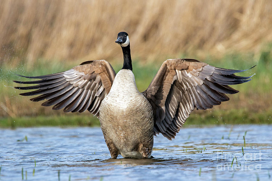 Canada Goose flapping Wings Photograph by Arterra Picture Library