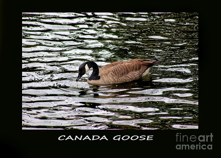 Canada Goose Framed Photograph by Karen Adams